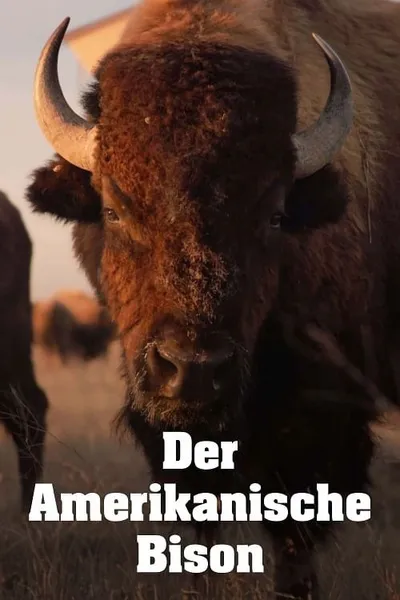 The American Buffalo