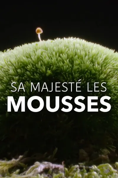 Sa Majesté les mousses